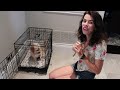 Teach Your Dog the 'In Your Crate' Command in Less Than One Week