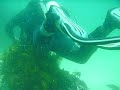 DIVING  AT FORSTER NSW  1