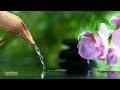 Bamboo Water Fountain Healing 247 自然の音とともに音楽をリラックス バンブーウォーターファウンテン 【癒し音楽BGM】