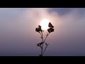 Summer In Bedford, WY, Cinematic