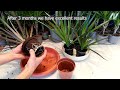 Propagate dracaena from cutting branch very easy 🌿🙂