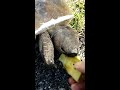 Our Resident Gopher Tortoise