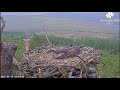 Cheeky Hooded Crow eyes up the Loch Arkaig Osprey eggs 16 May 2022