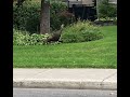A Wild Turkey Walking Around In Montreal