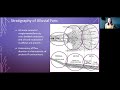 Alluvial Fan Depositional Environments & Stratigraphy | GEO GIRL