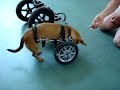 Eddie's Wheels Front Wheel Dog Wheelchair Training Video