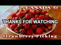 Strawberry Picking Adventure: Tips & Tricks! 🍓✨