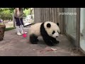 Panda cub and nanny’s “war