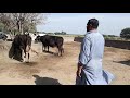 Neeli Ravi Bufflos & Australian Cows for Sale. Karnana Channel. Mian Naveed Dairy Form Karnana.