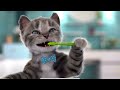 LITTLE KITTEN ADVENTURE LEARNING VIDEO - MY FAVOURITE CAT AND CARTOON STORY