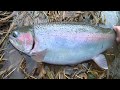 Cold Chrome Beauties - Winter Steelhead