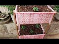 No garden - Idea for growing a vertical strawberry garden from a plastic basket at home