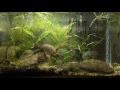 Fish Behind Glass Ep. 12- JJ Baes 100 subscribers Free Giveaway