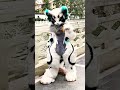 First kemono fursuit in this series! #Scam #Fursuit #donotbuy #Like #sub