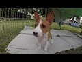 ALL ABOUT BASENJI THE AFRICAN BARKLESS DOG