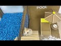Hamsters Escape From Pool Cardboard - Three Hamsters Running In Pool Maze Making From Cardboard