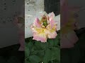Buds in flower/buds grown in flower