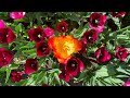 Mackinac Island in May | Spring Flowers and Beautiful Gardens with Peaceful Music for Relaxing