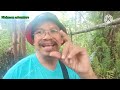 menjebak Tupai di hutan Sibu Sarawak// ada poin gaiss 👍ep.26.