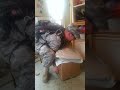 Cat Welcomes Home Soldier (awesome)