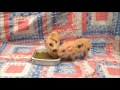 Three Little Pigs - Purebred Juliana Mini Piglets!