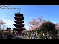 🇯🇵4K  Tokyo Cherry Blossom（sakura) 2022 Japan 東京の桜 満開 花見 東京観光 旅行 案内  千鳥ヶ淵 新宿御苑 桜の名所 日本の桜