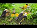 Cat TV for Cats to Watch 😺 Cute Birds by the Lake 🐰 8 Hours 4K HDR 60FPS
