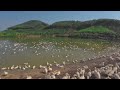 How to Raise Millions Of Ducks On Natural Water Sources - DUCK DUCK