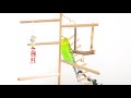 Singing Budgie - Happy song