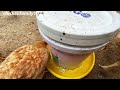 chicken breeding - synthesize natural food for chickens - funny Farm.