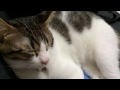 Cute Cat Snore!