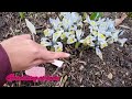 Crocus and dwarf iris || gardening flower series
