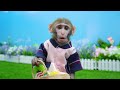 Kiki Monkey drives Magic School Bus and has troubles with naughty baby | KUDO ANIMAL KIKI