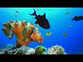 Under Red Sea 4K - Beautiful Coral Reef Fish In Aquarium, Sea Animals For Relaxation - 4K Video #6