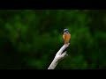 カワセミ 翡翠 kingfisher