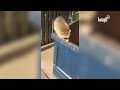 Try not to laugh or smile | Funny raccoon compilation 2017