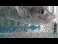Tilapia hatching stages