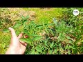 Dealing with FLAME: The Way to Protect Your Garden - DIY Remedies!