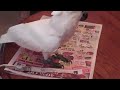 Angel the Crazy Umbrella Cockatoo Cutting Coupons for Mommy