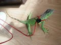 iguana safety harness lead