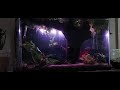 UPDATED Video Of My 29 Gallon Community Aquarium.