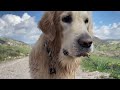 My Dog Has The Best Day |  Walking with a Golden Retriever