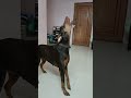 Female Doberman Howling