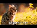 【知ってましたか？】猫が実は超賢い8つの根拠！あなたの猫も当てはまるかも