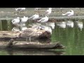 Мартин жовтоногий (Larus cachinnans) і його пискляве пташеня на Одрі