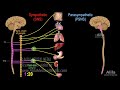 Autonomic Nervous System: Sympathetic vs Parasympathetic, Animation