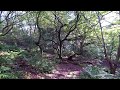 Relax with nature | Relaxing woodland chorus of birdsong | relax with the songs of nature |