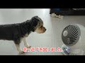 ミックス犬VSサーキュレーター