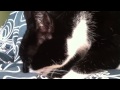 Tuxedo cat suckling a blanket