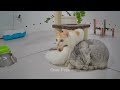 You Laugh You Lose Dogs And Cats 😻😆 Funny And Cute Animal Videos 2024 🤣